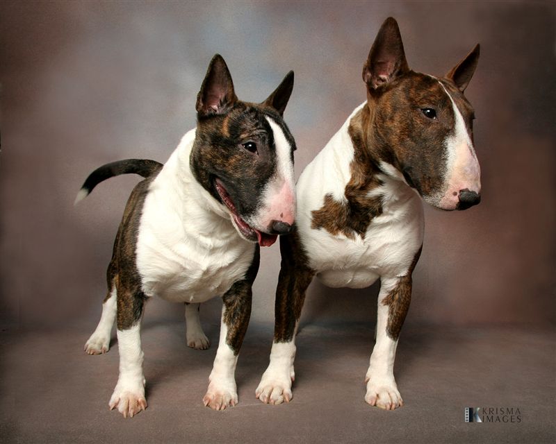 Cool Miniature Bull Terrier - Dog Breed