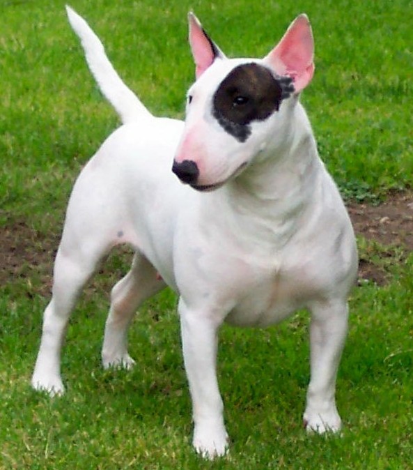 Pretty Miniature Bull Terrier - Dog Breed