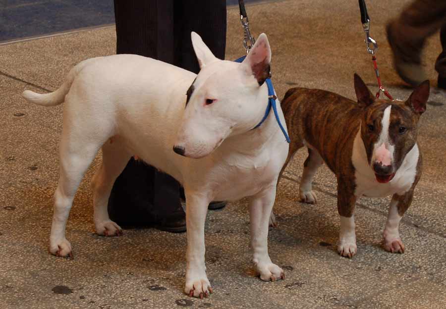 Cute Miniature Bull Terrier - Dog Breed