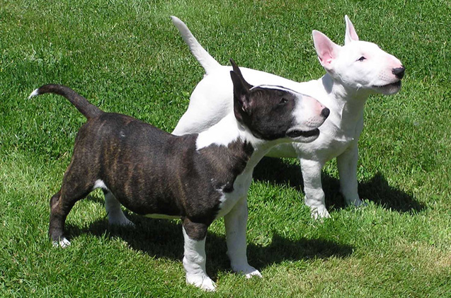 Wallpaper Miniature Bull Terrier - Dog Breed