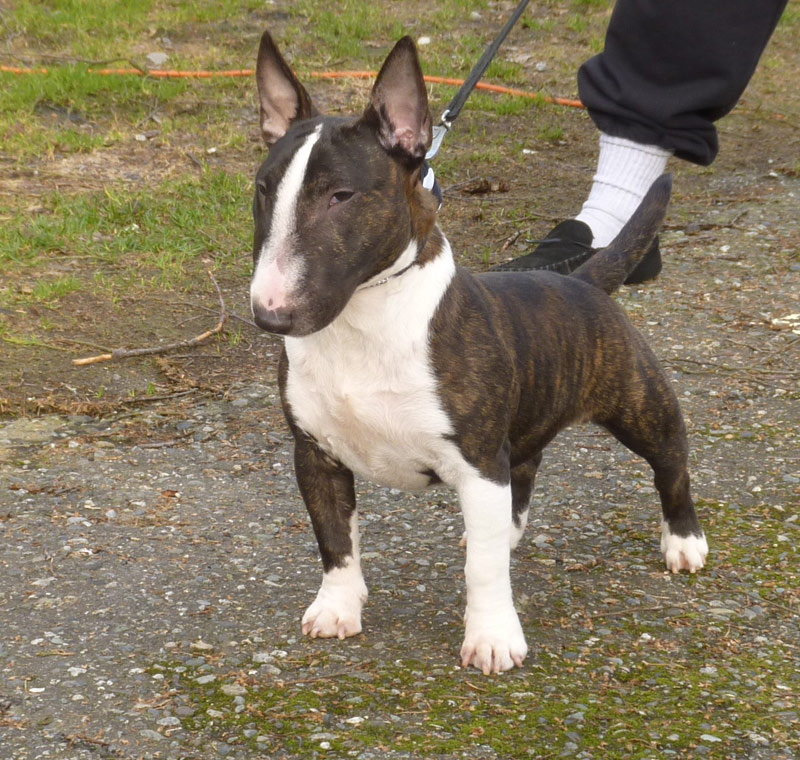 Photo Miniature Bull Terrier - Dog Breed