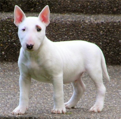 Miniature Bull Terrier - Dog Breed wallpaper