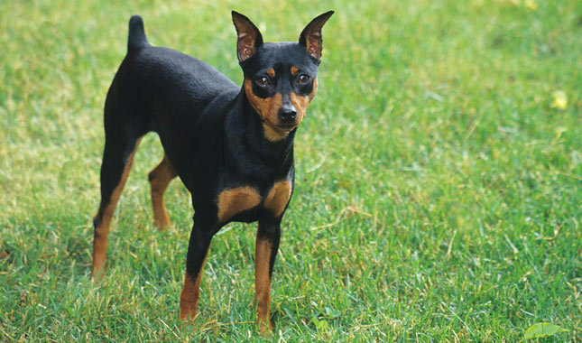 Nice Miniature Pinscher - Dog Breed