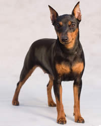 Cool Miniature Pinscher - Dog Breed