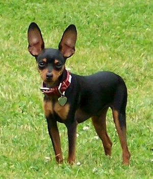 Pretty Miniature Pinscher - Dog Breed