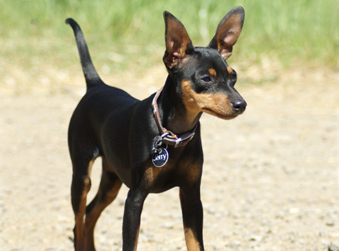 Cute Miniature Pinscher - Dog Breed