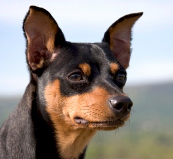 Wallpaper Miniature Pinscher - Dog Breed