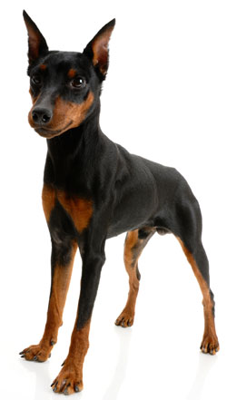 Miniature Pinscher - Dog Breed photo 