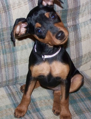 Miniature Pinscher - Dog Breed wallpaper