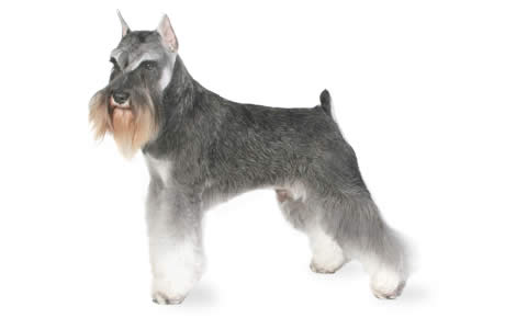 Miniature Schnauzer - Dog Breed
