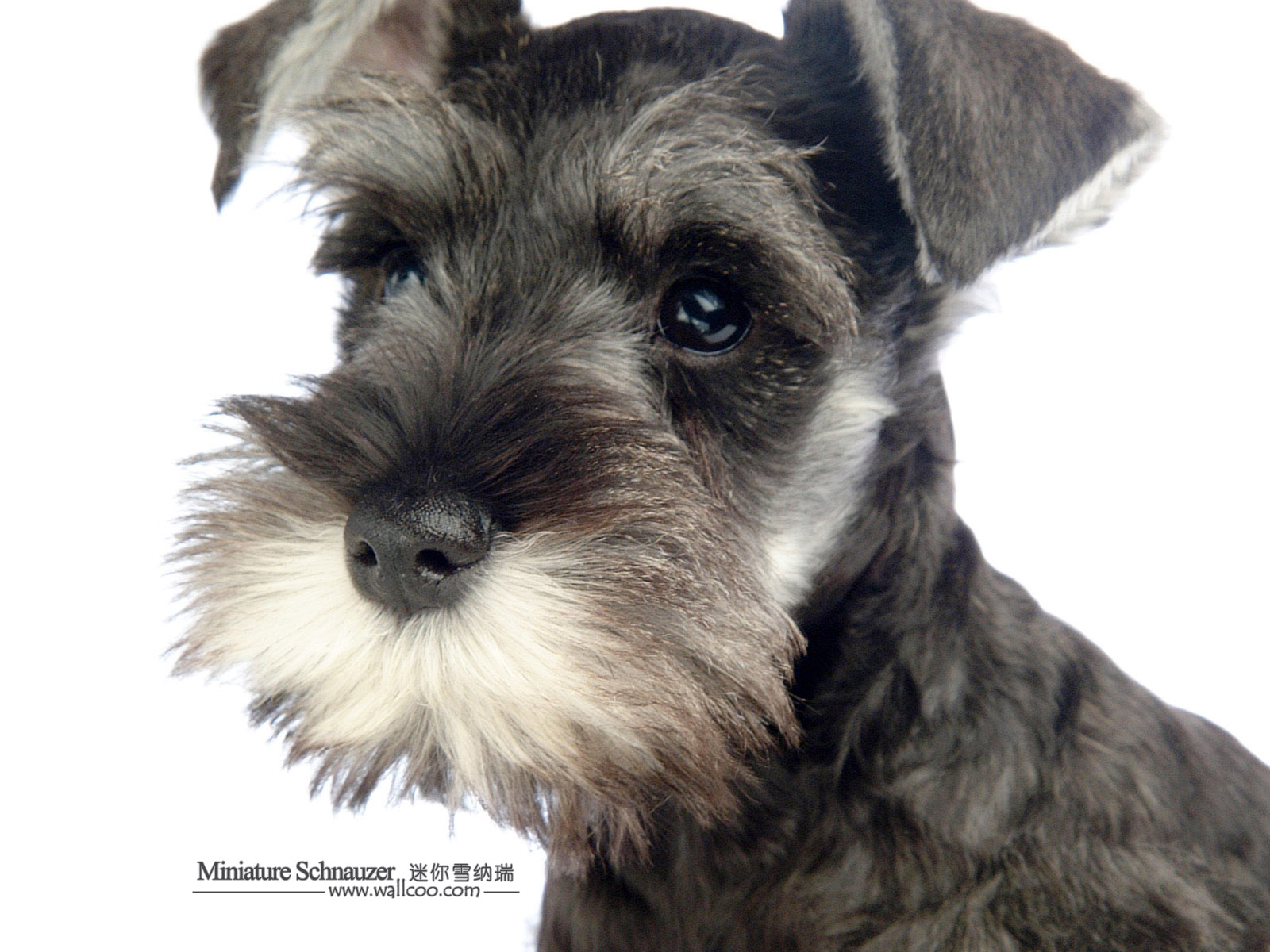 Cool Miniature Schnauzer - Dog Breed
