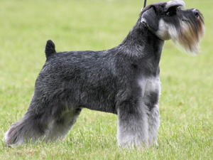Cute Miniature Schnauzer - Dog Breed