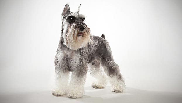 Wallpaper Miniature Schnauzer - Dog Breed