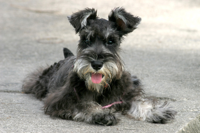 Photo Miniature Schnauzer - Dog Breed
