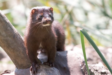 Nice Mink