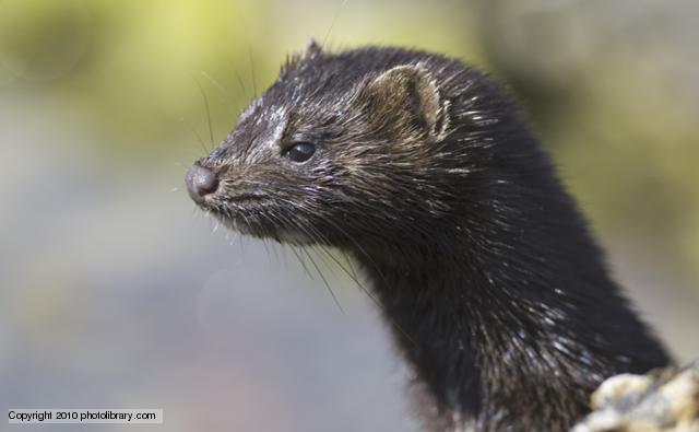 Cool Mink