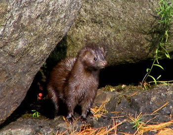Pretty Mink