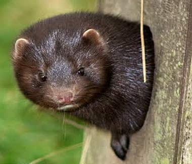 Cute Mink