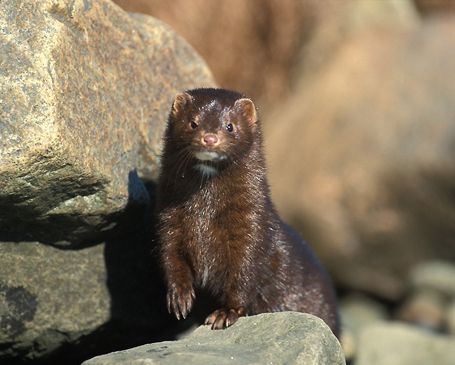 Photo Mink