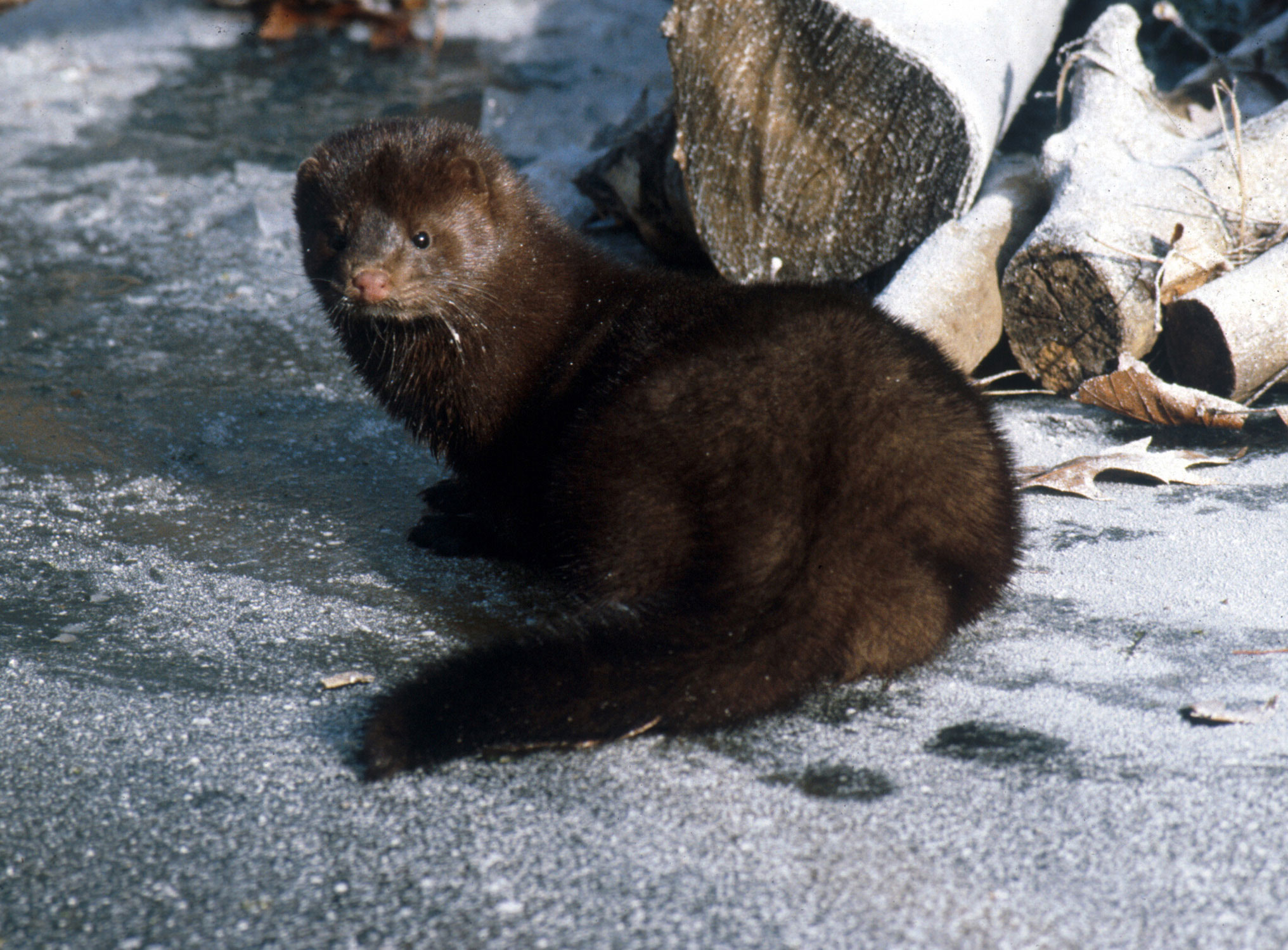 Mink photo 