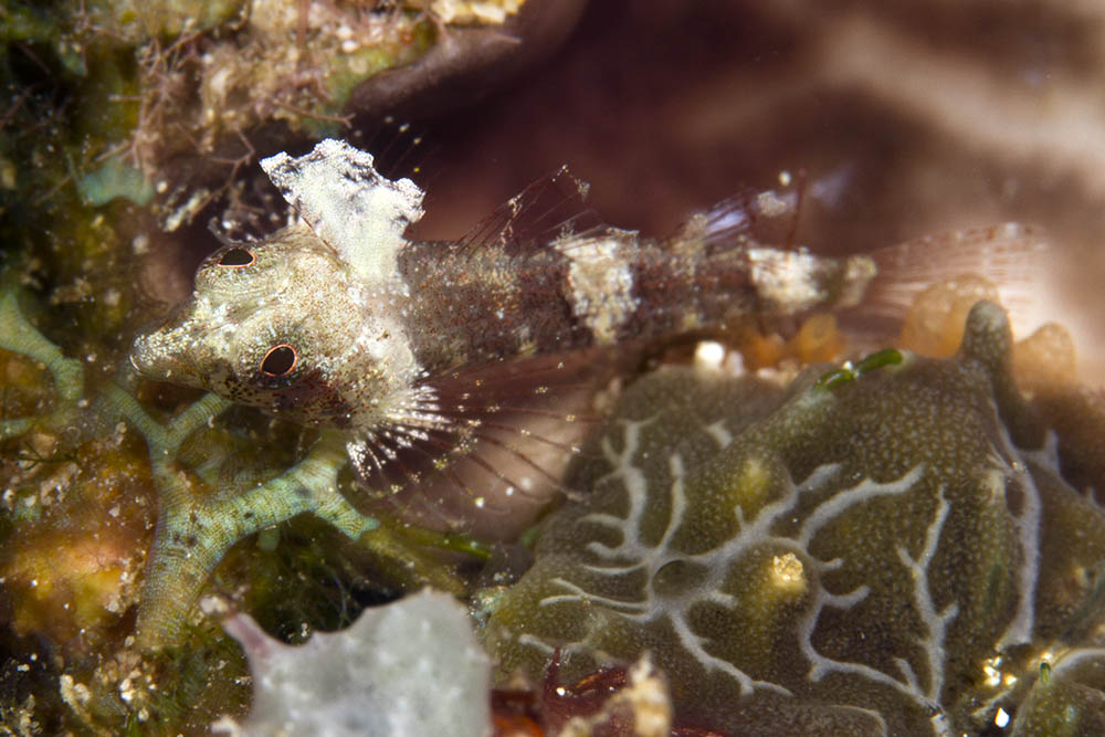 Miracle triplefin