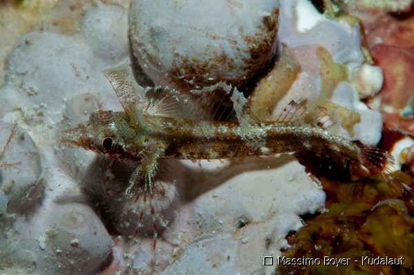 Pretty Miracle triplefin
