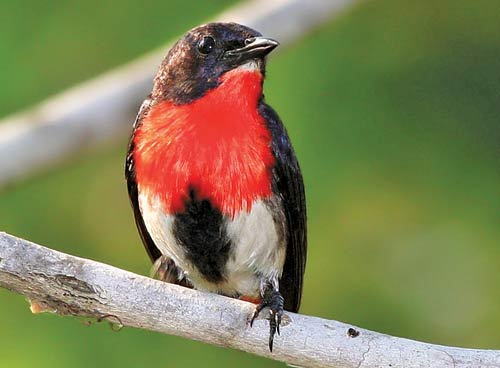 Mistletoebird