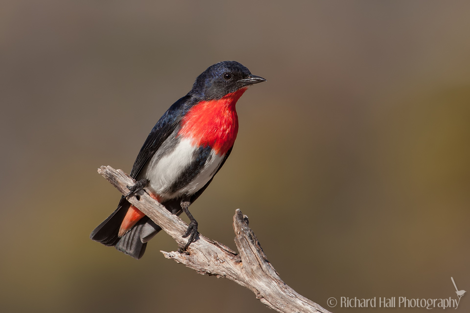 Pretty Mistletoebird