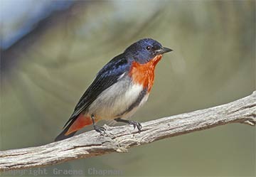 Pretty Mistletoebird