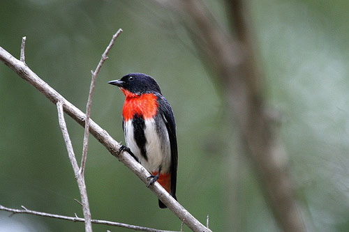 Pretty Mistletoebird
