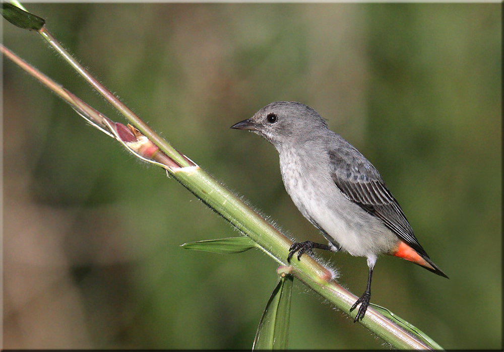 Pretty Mistletoebird