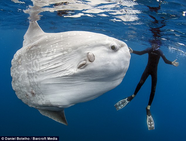 Pretty Mola fish