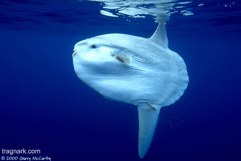 Pretty Mola fish