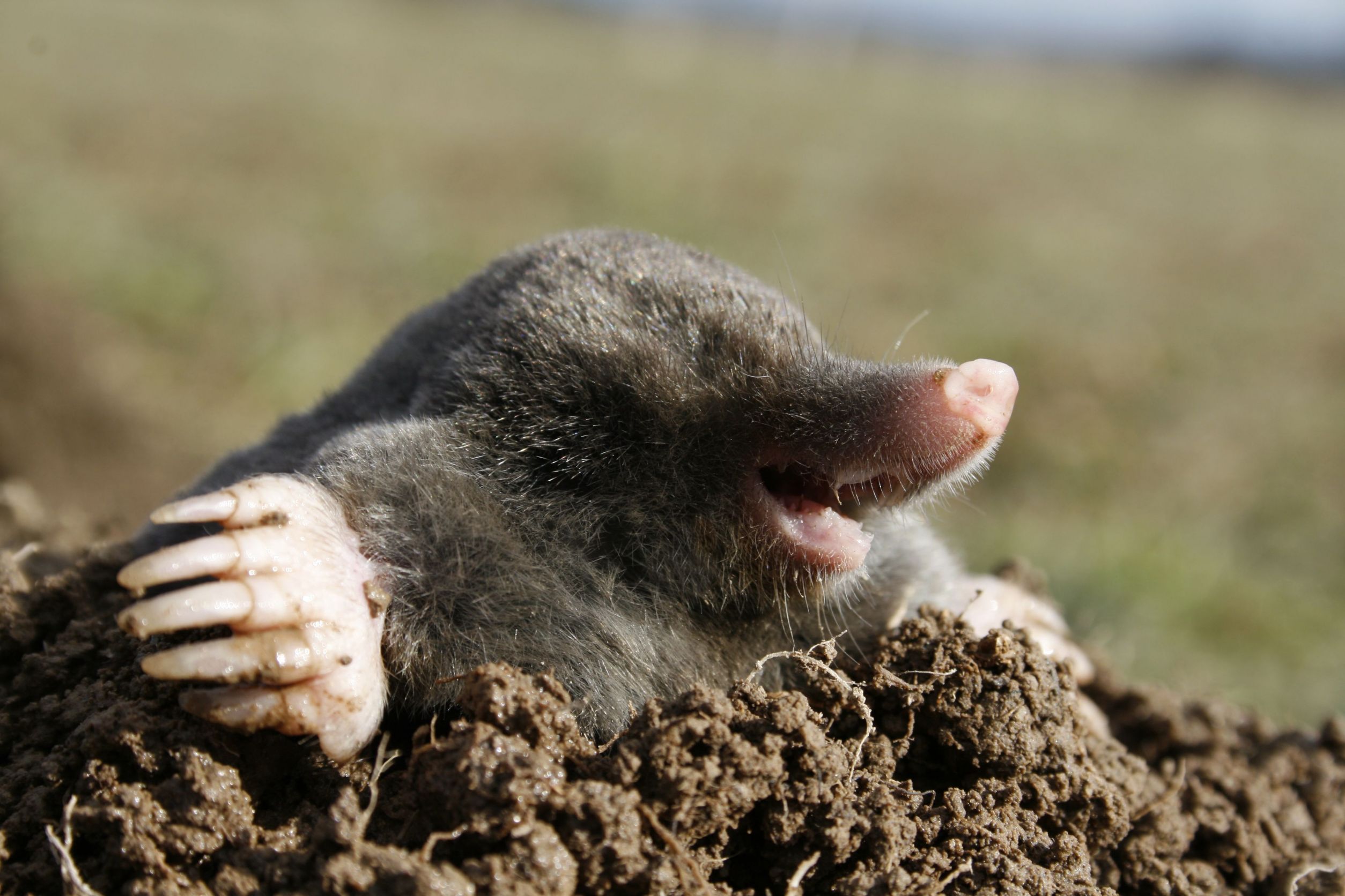 Nice Mole