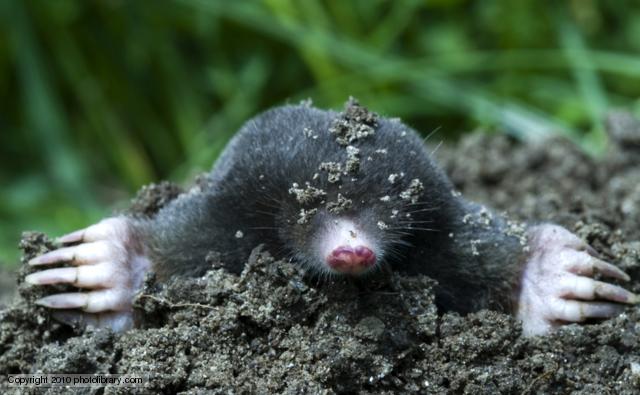Cool Mole