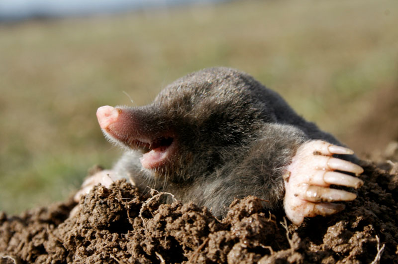 Pretty Mole