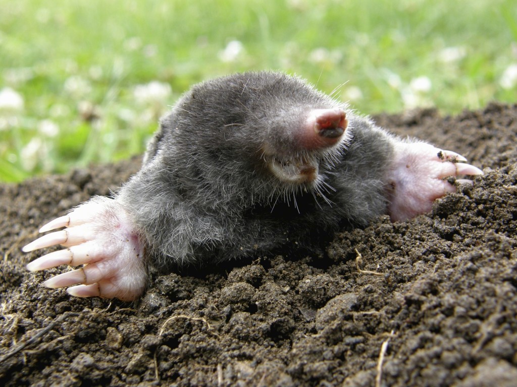 Wallpaper Mole