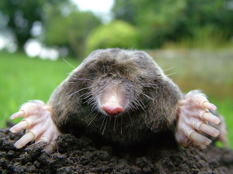 Photo Mole