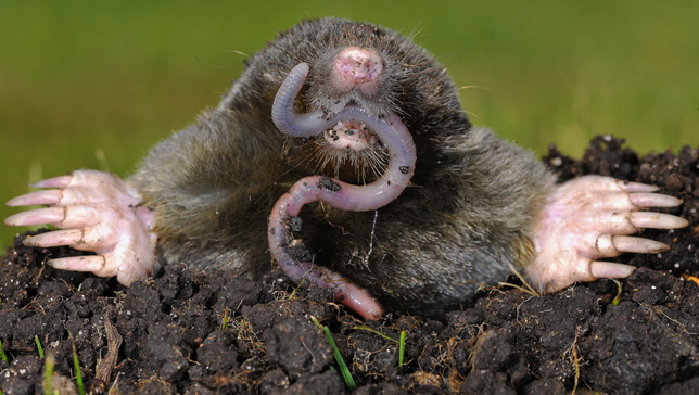 Mole photo 