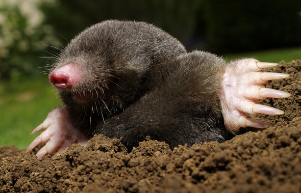 Mole wallpaper