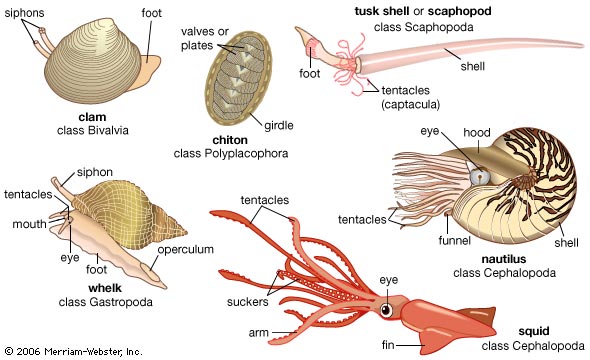 Nice Mollusk