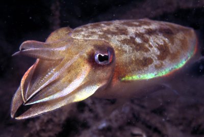 Pretty Mollusk