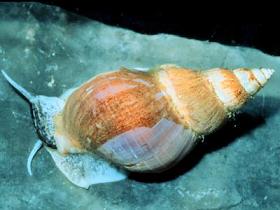 Cute Mollusk