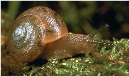 Wallpaper Mollusk