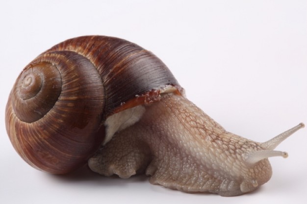 Photo Mollusk