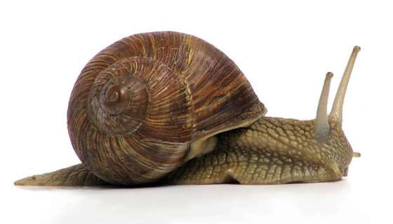 Mollusk photo 