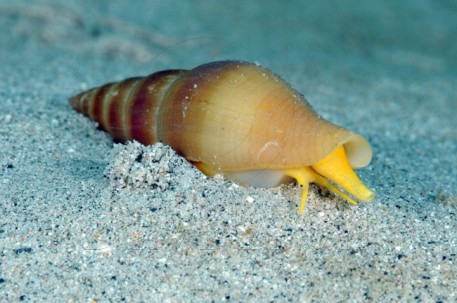 Mollusk wallpaper