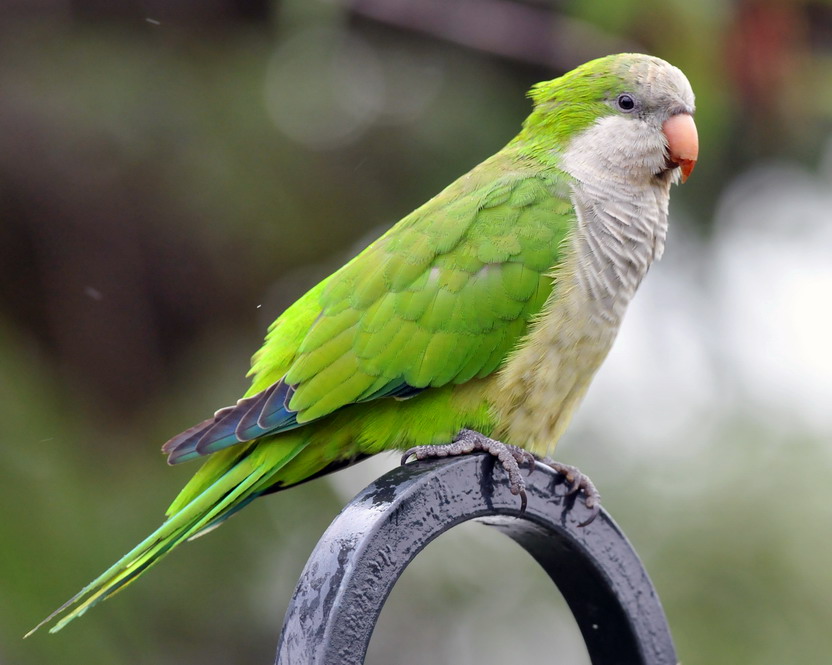 Monk parakeet