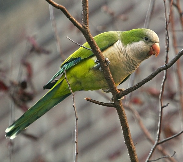 Pretty Monk parakeet