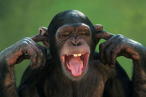Nice Monkey